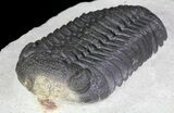 Prone Pedinopariops Trilobite - Nice Preparation #66342-5